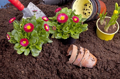 A close-up of a garden flower bed in a landscaped outdoor space in Covent Garden, featuring vibrant pink and yellow primula flowers planted in dark, moist soil. To the right, there's a small yellow pot with green shoots beginning to sprout and a partially buried terracotta flower pot lying on its side. In the background, a green watering can with a yellow spout rests near the pots, and a hand with a gardening trowel is watering the plants, indicating active gardening work. The garden surface is well-maintained with clear distinctions between soil, plant clusters, and pot arrangements, situated in a UK urban garden setting with natural light and mild weather conditions. Such details highlight professional gardening services by Landscapers Covent Garden related to flower planting, soil preparation, and outdoor garden maintenance.