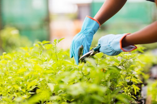 A gardener wearing blue gardening gloves is seen trimming or pruning lush, green shrubbery in a well-maintained outdoor garden space. The garden features dense, healthy foliage with vibrant green leaves, bordered by a mix of small plants and neatly arranged flower beds. The surface appears to be soil or compost, with some visible mulch around the plants. In the background, there are blurred sections of additional garden beds and possibly a greenhouse structure, suggesting a horticultural environment typical of professional landscaping services. The lighting indicates a sunny or partly cloudy day, highlighting the natural tones of the garden's plants and soil. This detailed observation underscores expertise in garden care, including pruning and plant maintenance, relevant to services offered by Landscapers Covent Garden, especially in promoting sustainable gardening practices within the London area.
