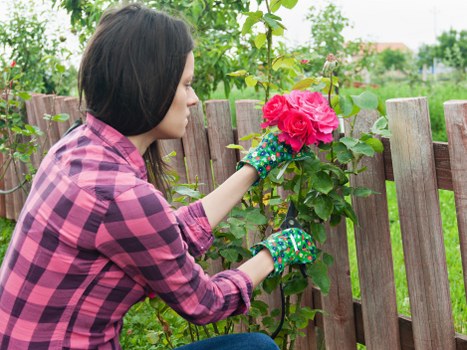 A woman with dark hair, dressed in a pink and black checked shirt and wearing colorful gardening gloves, is tending to a pink flowering shrub in a garden. She appears to be pruning or inspecting the plant, which is situated next to a wooden fence made of vertical slats. The garden features lush green grass in the foreground, with additional foliage and trees in the background, indicating a well-maintained outdoor space typical of residential gardens in Covent Garden area. The sky is overcast, providing soft natural light that highlights the vibrant flower and green leaves. The scene reflects outdoor gardening activities that a professional landscaper or gardener from Landscapers Covent Garden might undertake to maintain or enhance garden aesthetics. The setting emphasizes a neat, landscaped yard with a focus on flower care, greenery, and tidy fencing, aligning with the gardening and outdoor maintenance services offered locally. The overall environment is peaceful, emphasizing natural tones and the human effort involved in garden upkeep during a mild daytime on a cloudy day, suitable for comprehensive gardening services in the local area.