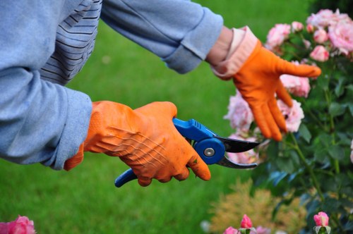 A gardener wearing orange rubber gloves is pruning a pink flowering shrub with a pair of garden shears, in a well-maintained outdoor garden space featuring a lush green lawn in the background. The shrub is situated near a paved path or patio area, with vibrant pink blossoms contrasting against the green foliage. The surrounding environment suggests a tidy, landscaped garden typical of residential outdoor spaces in Covent Garden, with natural sunlight illuminating the scene. The gardener's focus on trimming the plant aligns with professional gardening and lawn care practices, reflecting the services provided by landscaperscoventgarden.co.uk in maintaining and enhancing outdoor gardens within the local area.