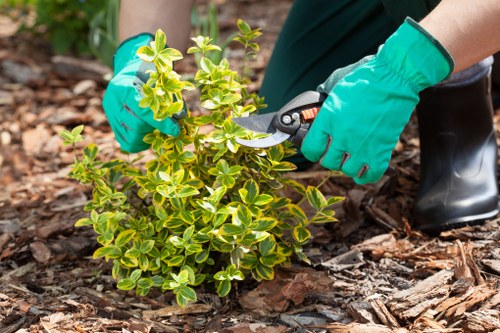 A gardener wearing bright green gloves is using pruning shears to trim a small, leafy shrub with variegated green and yellow foliage in a landscaped outdoor garden area. The shrub is situated on a soil bed covered with mulch made from wood chips. The background shows more soil, mulch, and a patch of grass, indicating a well-maintained garden space likely part of a residential or commercial outdoor setting in Covent Garden. The scene highlights outdoor gardening activities typical of professional landscaping work, with natural lighting under cloudy weather conditions, emphasizing the tidy arrangement of plants and the clean, mulched garden bed. Landscapers Covent Garden specialises in gardening services, including plant maintenance and garden tidying, supporting lush, healthy outdoor environments in central London.