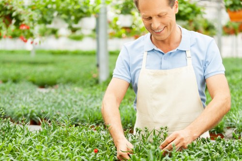 A man in a light blue shirt and beige apron is working in a well-maintained garden, tending to rows of lush green plants that could be herbs or vegetable seedlings. The garden features a neatly arranged layout with a grassy lawn in the foreground, bordered by a paved area that appears to be part of a patio or pathway. Behind the man, there are several large, orderly flower beds and shrubbery, with a backdrop of trees and a greenhouse structure, suggesting a professional or commercially managed outdoor space typical of gardening services in Covent Garden or nearby areas. The natural daylight, combined with the healthy appearance of the plants, indicates good weather conditions, and the overall environment looks tidy and organized, highlighting sustainable gardening practices and outdoor maintenance efforts typical of companies like Landscapers Covent Garden involved in eco-friendly landscaping and recycling initiatives.