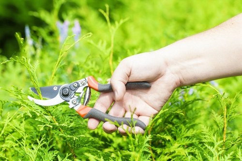 Close-up of a person's hand using a pair of pruning shears to trim green foliage in a garden, with densely packed leafy plants and a blurred background of lush greenery, suggesting a well-maintained outdoor space in Covent Garden area. The garden features vibrant, healthy plant growth with a mix of textures, including broad and feathery leaves, and subtle hints of flowering plants in the distance. The scene is illuminated by natural daylight, indicating fair weather and a bright, inviting environment suitable for gardening services offered by Landscapers Covent Garden. The focus on pruning activity highlights garden maintenance and shrub trimming tasks typical of professional landscaping in central London outdoor spaces, emphasizing clean, precise cuts amidst the natural setting, with the surrounding greenery suggesting a backyard or landscaped garden area in the UK urban environment.