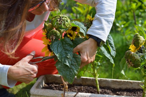 A close-up view of a gardener's hands tending to a flowering plant in a modern rectangular patio container, situated in a well-maintained backyard garden. The plant features large green leaves and small bright yellow flowers, with some buds yet to bloom. The garden surface shows a lush, dense lawn with uniform grass and a textured stone pathway nearby. In the background, there are additional garden plants and a hint of a hedge, suggesting a thoughtfully landscaped outdoor space typical of London gardens. The lighting indicates a bright, clear day, and the environment reflects careful outdoor maintenance and gardening care, exemplifying services provided by landscapers in Covent Garden such as planting, garden design, and ongoing maintenance.